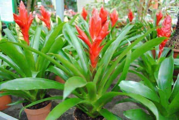 10 Piante che fioriscono in inverno in vaso,