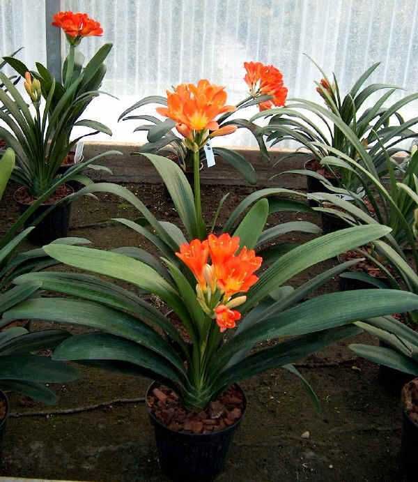 10 Piante che fioriscono in inverno in vaso,