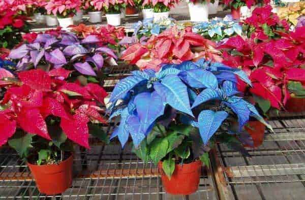 Piante che fioriscono in inverno in casa: Vasetti di poinsettia di diversi colori in un vivaio, ideali per decorazioni natalizie e regalare atmosfera festiva. Piante di poinsettia nei vasi, disponibili in azzurro, rosso e rosa.