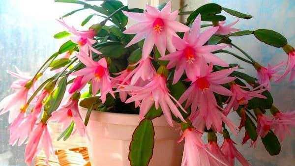 10 Piante che fioriscono in inverno in vaso,