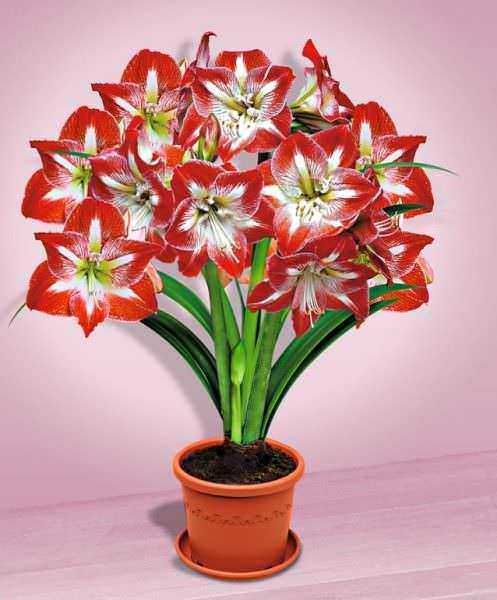Aspiranti fiori amaryllis rossi e bianchi in vaso di terracotta, decorano con stile vivace e colorato gli ambienti interni, perfetti per abbellire casa o ufficio.