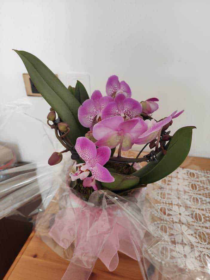 10 Piante che fioriscono in inverno in casa 7 Fiori di orchidea rosa in vaso con foglie verdi, decorativi e eleganti, posizionati su un tavolo di legno con tovagliolo all’uncinetto, per decorazione floreale e regali speciali.