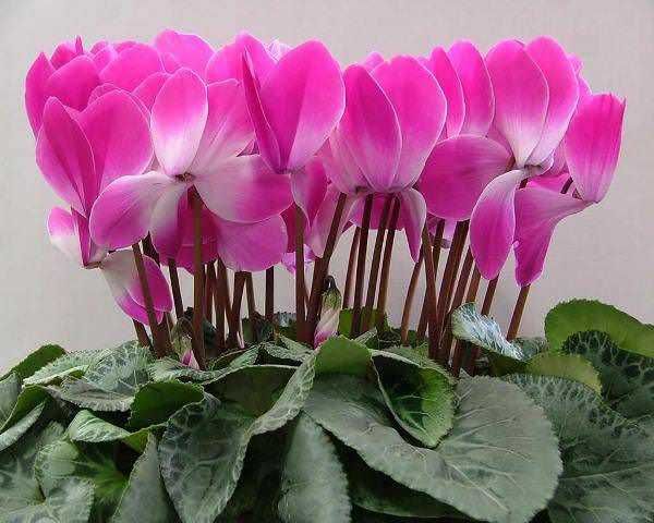 Fiori di ciclamino rosa con foglie verdi, pianta ornamentale e per interni, ideale per decorare ambienti e aggiungere colore all’ufficio o alla casa.