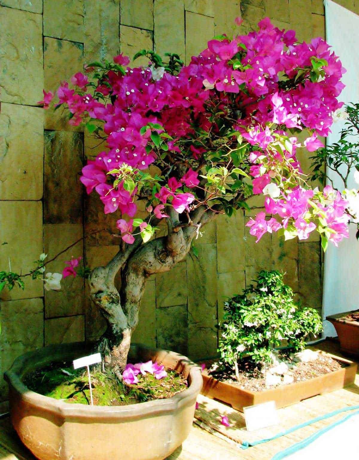 Magnolia in fiore nel vaso decorativo, pianta ornamentale con fiori rosa vibranti, ideale per giardini e balconi, perfetta per aggiungere colore e eleganza all’ambiente.