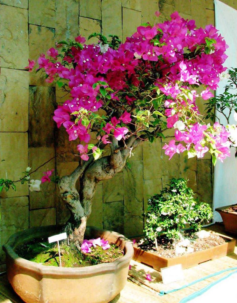 10 Piante che fioriscono in inverno in casa 11 Magnolia in fiore nel vaso decorativo, pianta ornamentale con fiori rosa vibranti, ideale per giardini e balconi, perfetta per aggiungere colore e eleganza all’ambiente.
