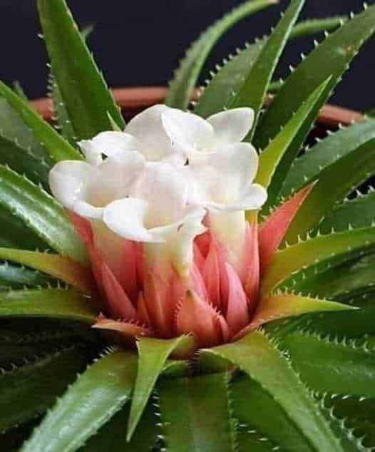 6 Ricette con aloe vera fai da te: gel, succo e usi cosmetici 2 Gel: Frullatore con residui di verdura, barattolo di succo di cetriolo, e accessori su un tagliere di legno in cucina, ideali per preparare smoothies e detox.