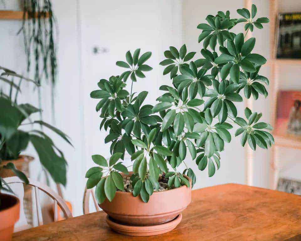 15 Piante per vasi alti da interno decorative