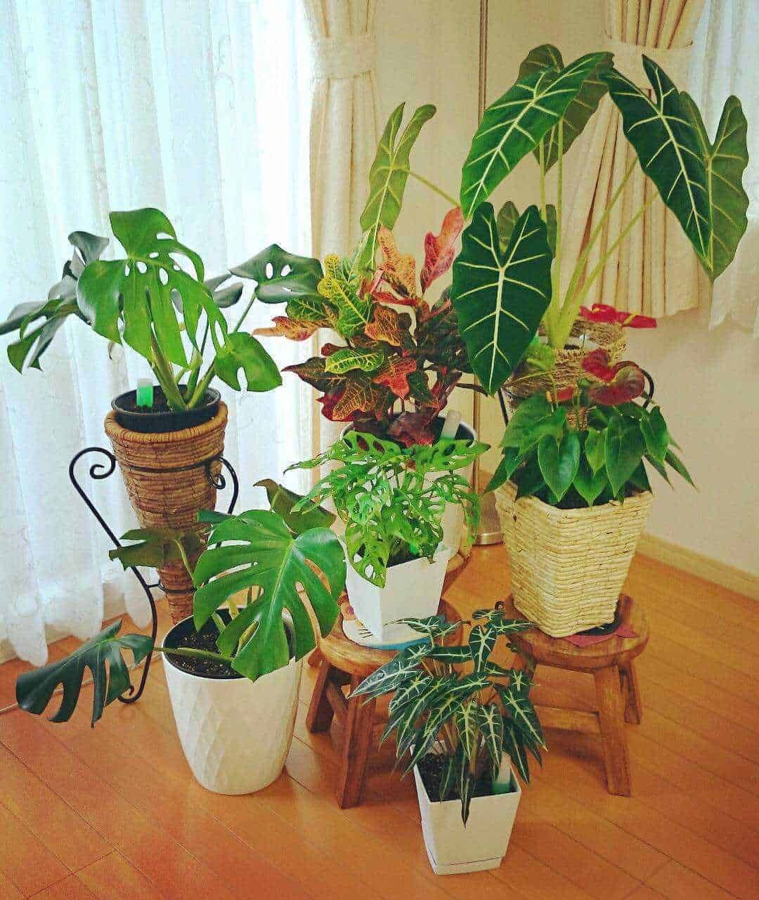 15 Piante per vasi alti da interno decorative