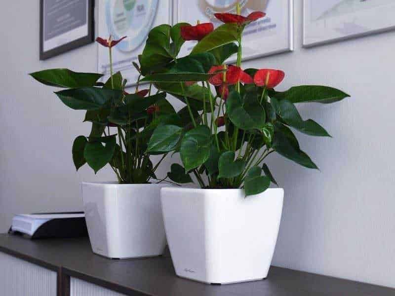 15 Piante per vasi alti da interno decorative