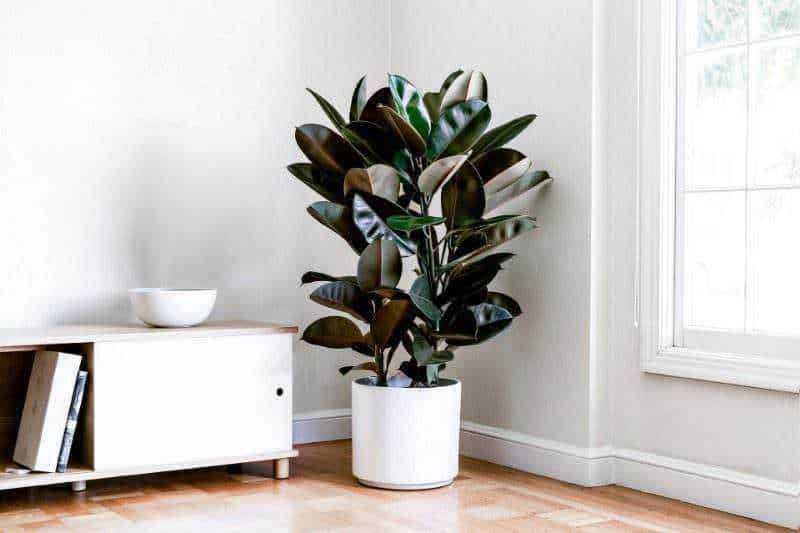 Magnolia con foglie verdi lucide in vaso bianco in interni moderni vicino a finestra luminosa.