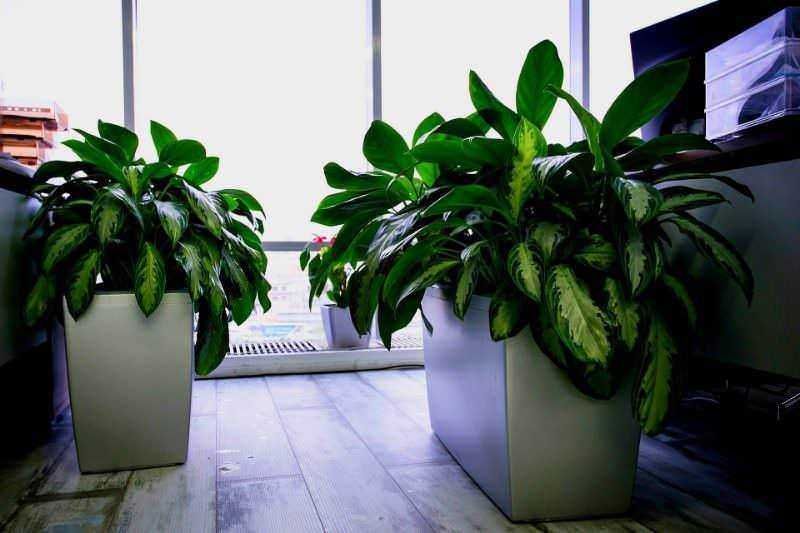 Piante esotiche per vasi alti da interno: Verde e rigogliose piante da interno in vasi moderni vicino a una finestra luminosa in ufficio o salotto. Perfette per decorare e purificare l'ambiente domestico o lavorativo.