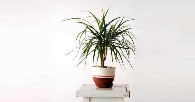15 Piante per vasi alti da interno esotiche 5 Pianta d'appartamento di grandi dimensioni in vaso con foglie lunghe e sottili, decorativa e facile da curare, perfetta per interni eleganti e moderni.