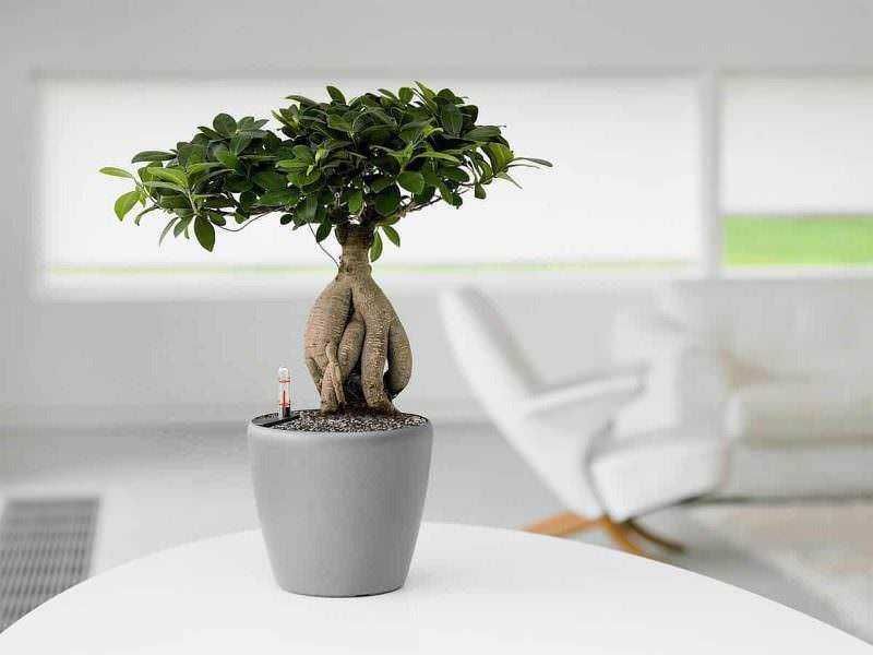 Un bonsai di Ficus in un vaso grigio su un tavolo bianco, con sfondo di una stanza moderna e luminosa, che evoca cura e crescita di piante da interno.