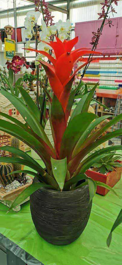 Vaso con pianta tropicale con fiori rossi e bianchi, esposizione in un negozio di piante.