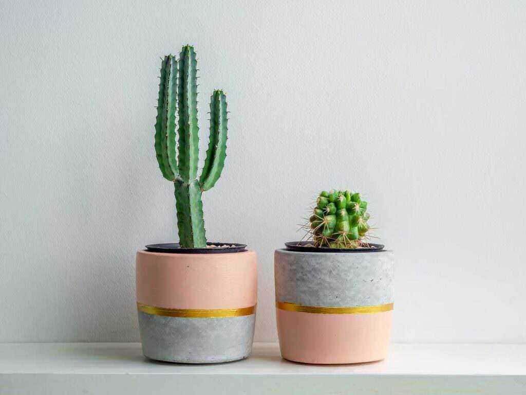 Cactus in vasi di cemento e ceramica, decorazione minimalista, piante grasse per interni, stile scandinavo, piante facile da curare, arredo naturale per casa, decorazione botanica moderna, appartamento stiloso, piante sostenibili.