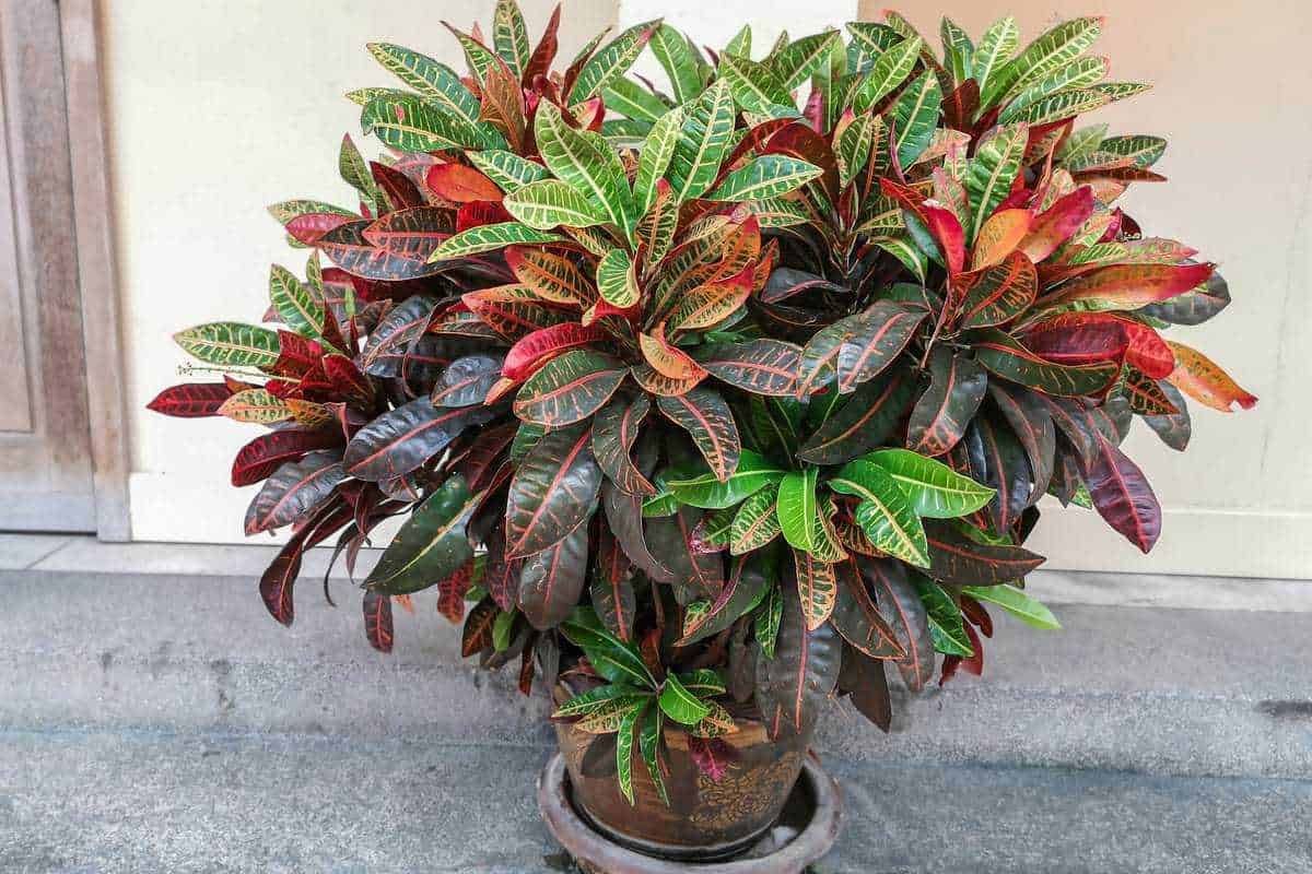 Foglie di pianta ornamentale con foglie multicolori verdi, rosse e bronzo, coltivata in vaso per decorazione giardino o interno.