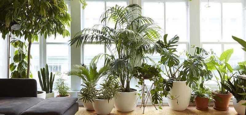 15 Piante per vasi alti da interno esotiche 9 Pianta d'appartamento con piante verdi in vaso vicine a una finestra luminosa in soggiorno.