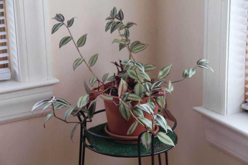 15 Piante per vasi alti da interno esotiche 10 15 Piante per vasi alti da interno decorative