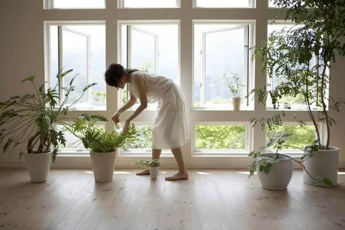 Come pulire le foglie delle piante d'appartamento in 4 step