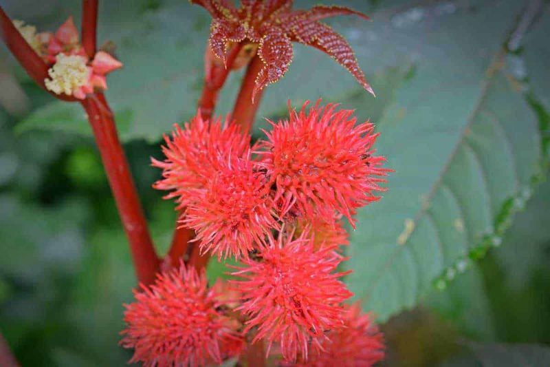 Erbe ayurvediche per crescita capelli, 5 tipi 4 Erbe ayurvediche per crescita capelli, 5 tipi