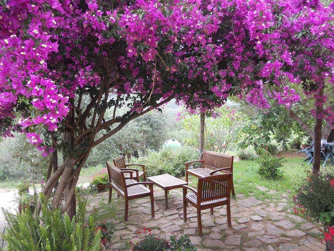 Arbusto di bougainvillea con fiori viola che crea un'area relax con sedie in legno e tavolino in giardino. Atmosfera calma e verdeggiante perfetta per i blog di lifestyle e giardinaggio.