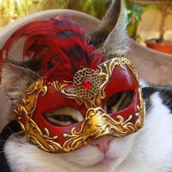 Decorazione per gatto con maschera veneziana rossa e oro, accessorio di carnevale, eleganza e stile felino, costume di carnevale per animali domestici, fantasia e creatività per gatti, accessori di moda per animali domestici.