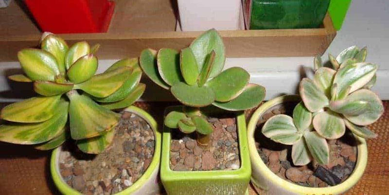 8 proprietà curative Crassula: origine e benefici (2026) 8 Piantagione e riproduzione