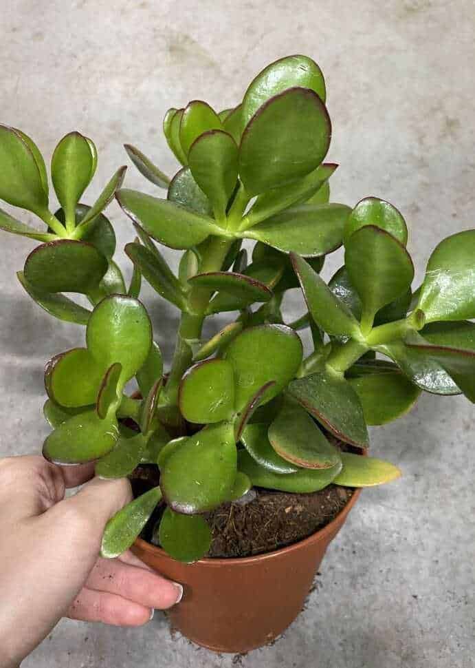 8 proprietà curative Crassula: origine e benefici (2026) 6 pianta ornamentale e facile da coltivare