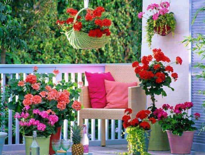Vaso di fiori e piante verdi in una serra luminosa con finestre e tetto a vetri, ambiente rustico e accogliente per la coltivazione di piante in casa.