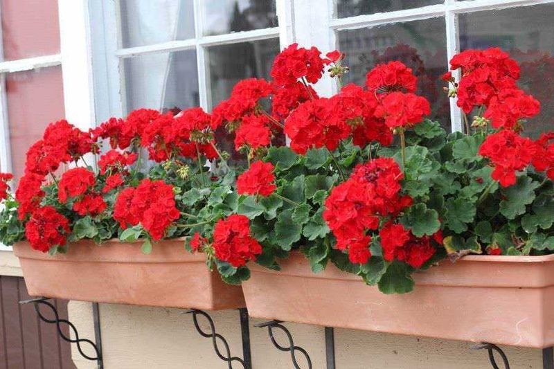 Come prendersi cura dei gerani in ogni stagione 5 Fiori di geranio in vaso su tavolo di legno in ambiente soleggiato, decorazioni floreali in casa.