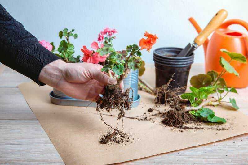 Come prendersi cura dei gerani in ogni stagione 11 Appendi di piante aromatiche in vasi con lavagna, ideale per decorare la cucina e coltivare erbe fresche come menta, origano o prezzemolo. Perfetto esempio di giardinaggio domestico sul blog Appunti Sul Blog.
