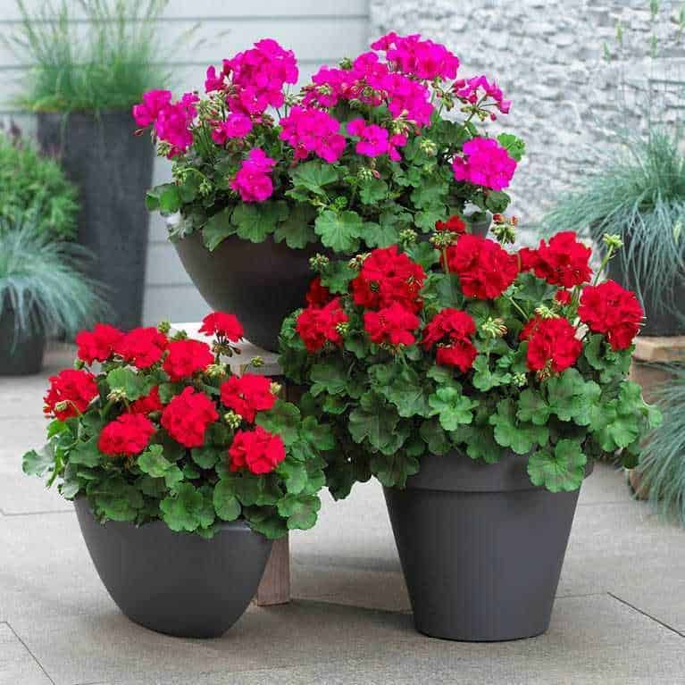 Come prendersi cura dei gerani in ogni stagione 10 Gerani in vaso sui gradini di una scala di pietra, fiori colorati e ornamentali, perfetti per decorare esterni, balconi e giardini, con elementi di design e cura delle piante.