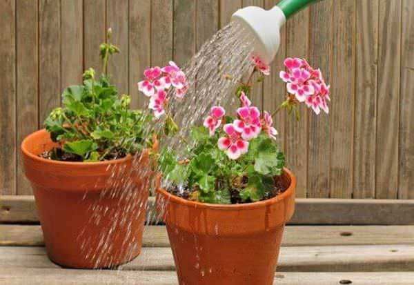 Pianta in vaso con fiori rosa mentre viene annaffiata con innaffiatoio verde, cura delle piante da giardinaggio, fiori per esterni, giardinaggio domestico, atmosfera di primavera.