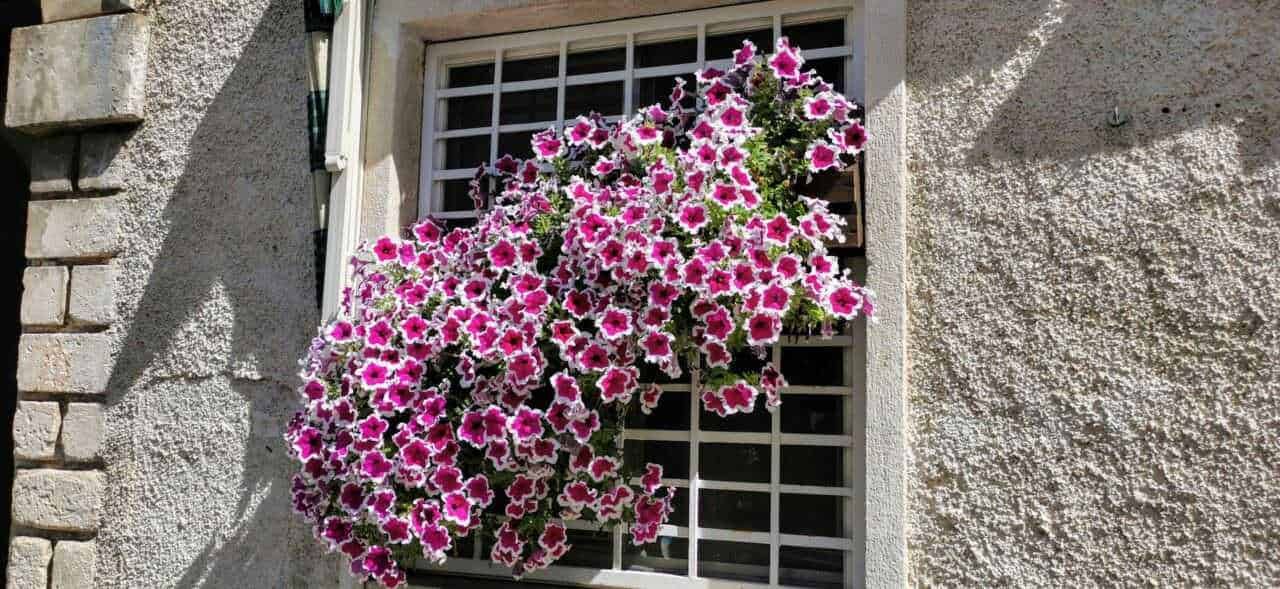 Fiore di tagete arancione intenso con petali ondulati e dettagli vibranti, ideale per giardini e decorazioni estive.