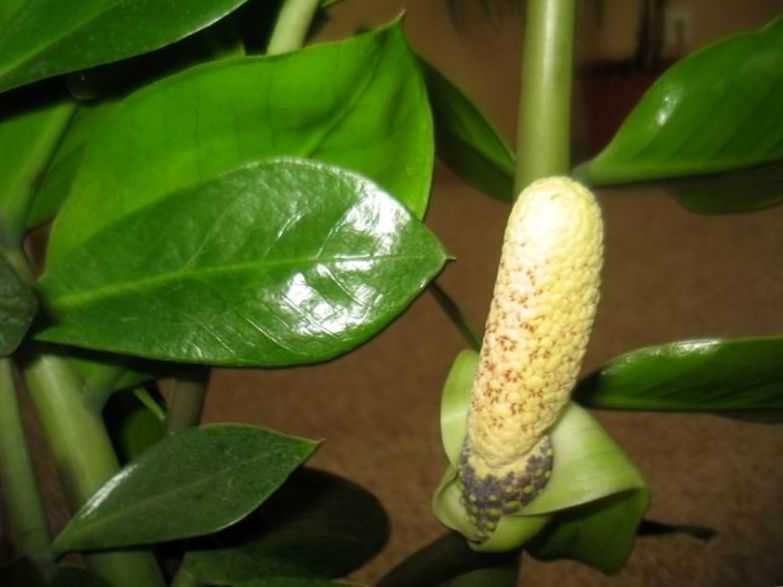 Zamioculcas, la pianta sempreverde: 5 benefici dell'albero del dollaro 4 Fiore di zenzero con foglie verdi lucide e radice gialla, pianta aromatica utilizzata in cucina e medicina naturale, ideale per ricette e rimedi naturali.