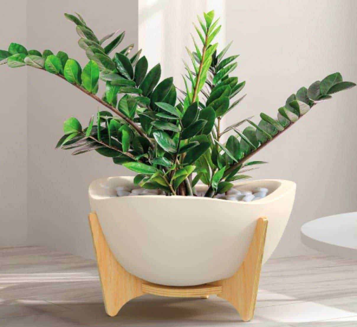 Zamioculcas 5 benefici albero del dollaro