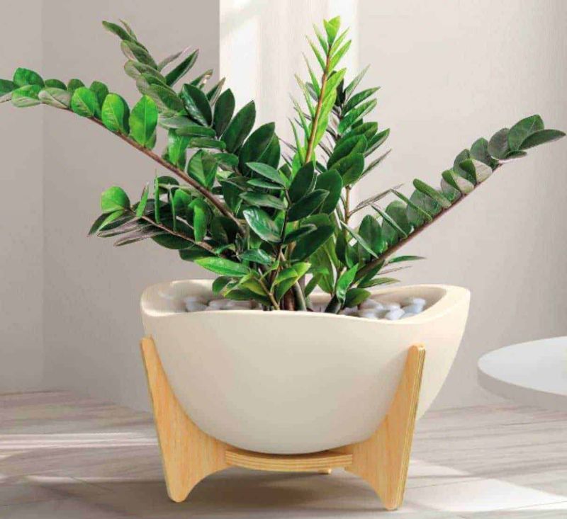 Zamioculcas, la pianta sempreverde: 5 benefici dell'albero del dollaro 3 Zamioculcas 5 benefici albero del dollaro