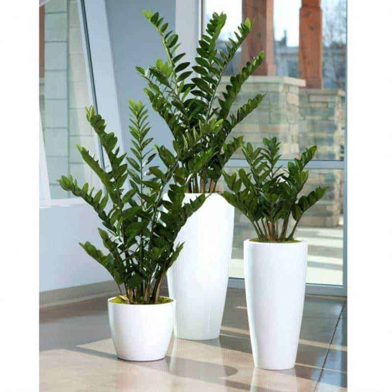 Zamioculcas, la pianta sempreverde: 5 benefici dell'albero del dollaro 2 Pianta sempreverde: Zamioculcas 5 benefici albero del dollaro