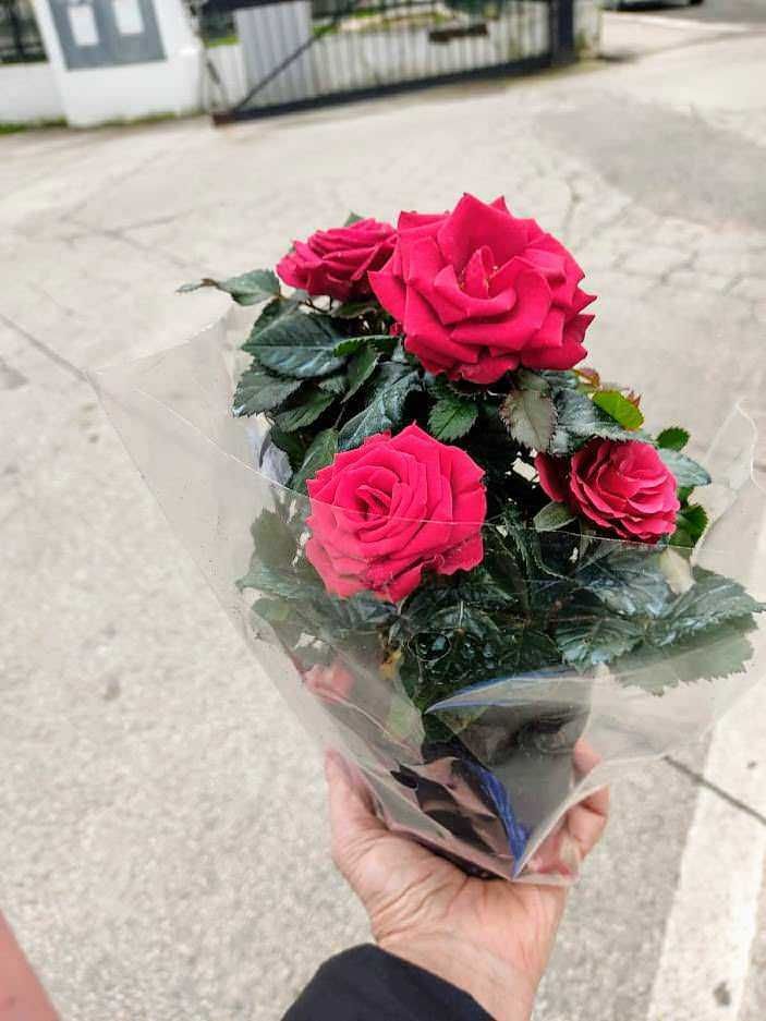 Quante rose si regalano per la festa della mamma?