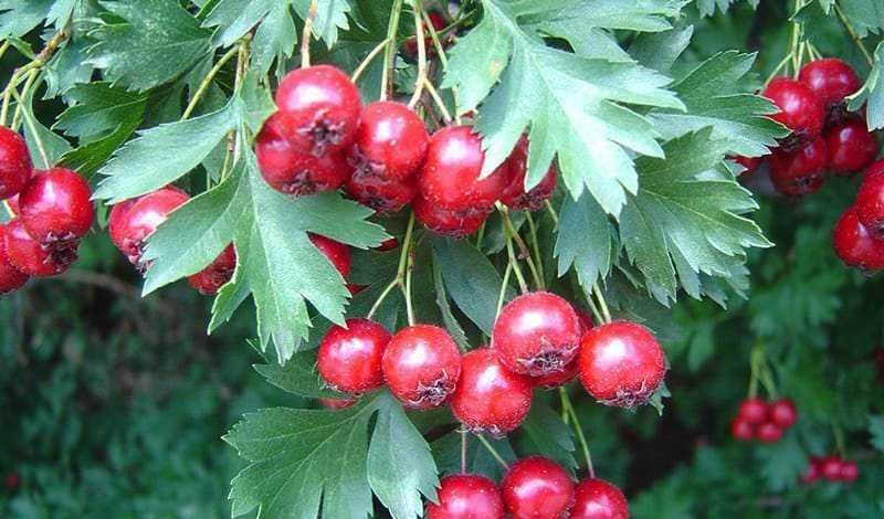 Fragola selvatica: 18 piante officinali da raccogliere a Maggio