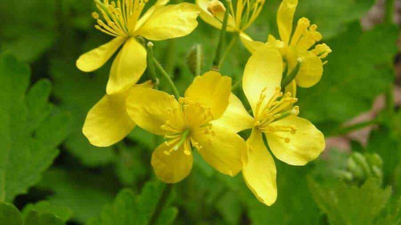 18 piante officinali da raccogliere a Maggio, dalla fragola selvatica 3 18 piante officinali da raccogliere a Maggio