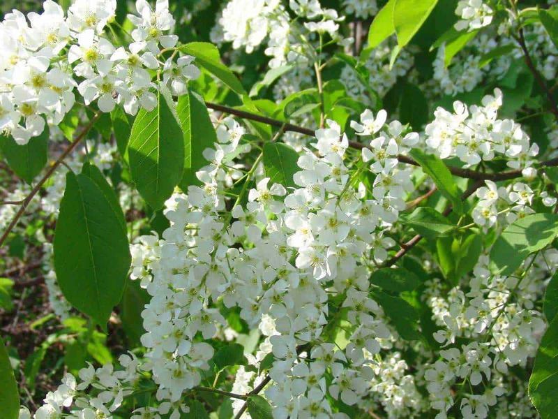 18 piante officinali da raccogliere a Maggio, dalla fragola selvatica 4 18 piante officinali da raccogliere a Maggio