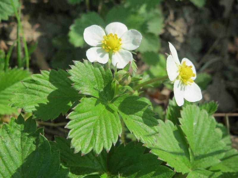 18 piante officinali da raccogliere a Maggio, dalla fragola selvatica 5 Fragola pianta da giardino con fiori bianchi e foglie verdi, crescita di fragole selvatiche, frutti maturi in primavera, cultivo sostenibile di fragole, cura delle piante di fragola, raccolta di fragole in campo naturale.