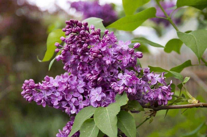 18 piante officinali da raccogliere a Maggio, dalla fragola selvatica 6 18 piante officinali da raccogliere a Maggio