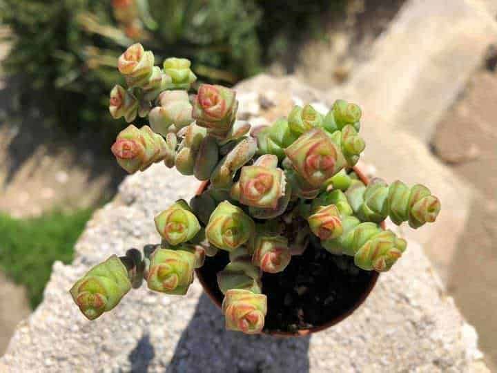 Columella