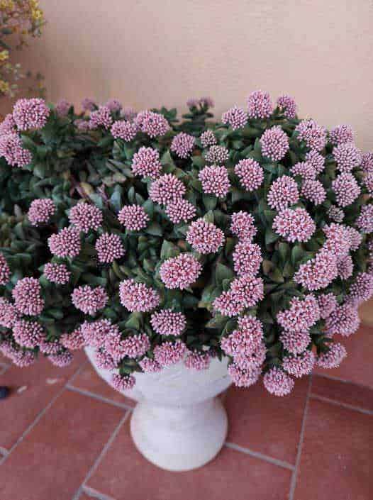 Crassula in fiore