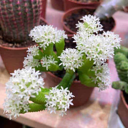 Pyramidalis
