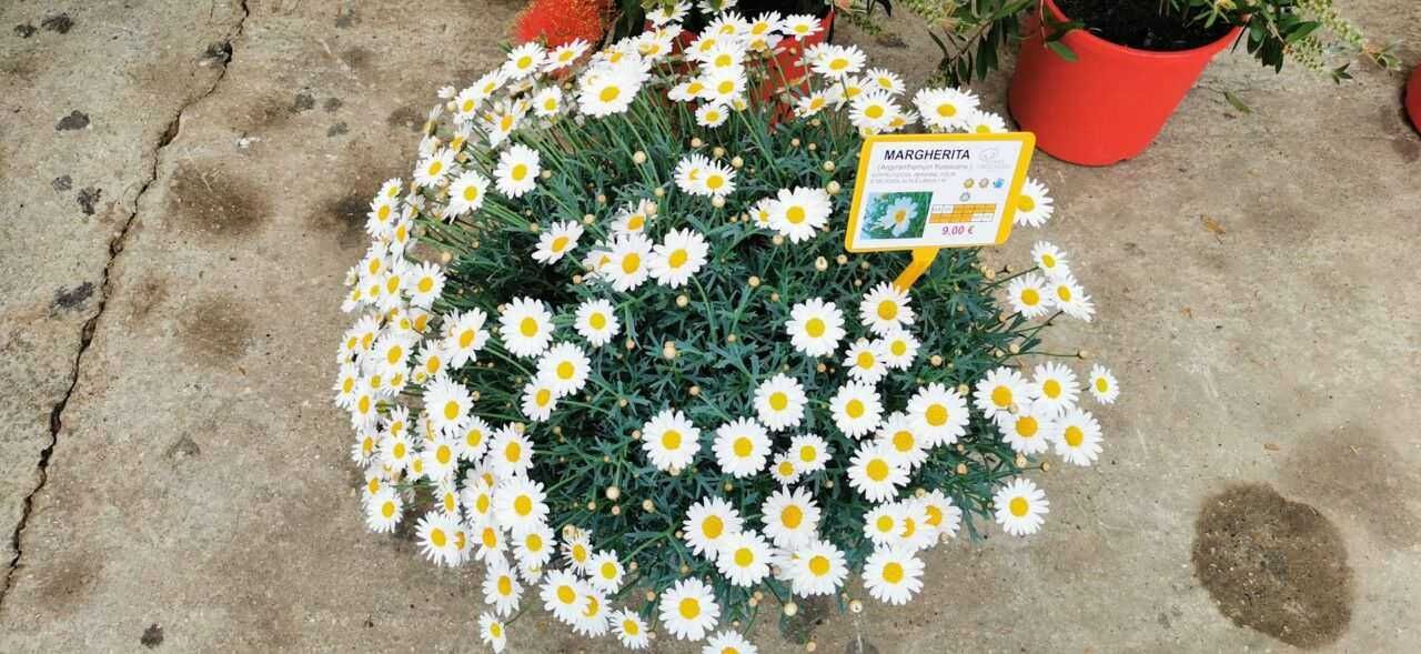 Fiore di Piante aromatiche, fioritura bianca e rigogliosa, ideale per giardini e bordure, perfetto per arricchire il tuo spazio verde con piante officinali e aromatizzanti.
