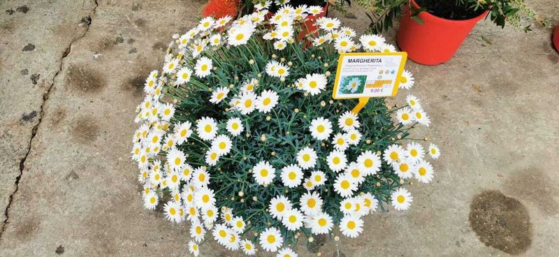 10 piante per fioriere da balcone per abbellire l'esterno! 10 Fiore di Piante aromatiche, fioritura bianca e rigogliosa, ideale per giardini e bordure, perfetto per arricchire il tuo spazio verde con piante officinali e aromatizzanti.