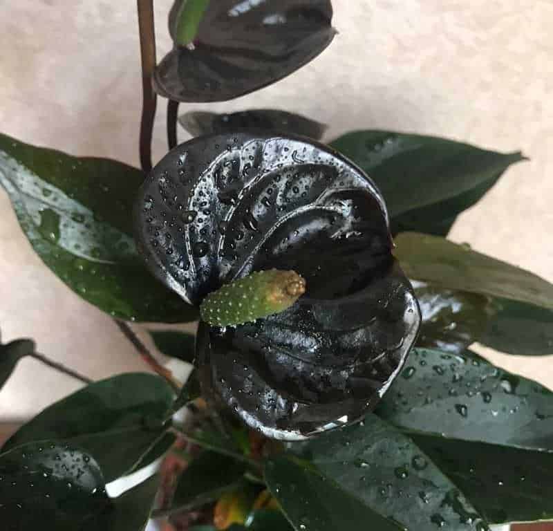 15 Piante con fiori neri da interno e giardino, dalla Regina della notte 2 Regina della notte: Foglia di pianta con gocce d'acqua e germoglio verde nascente, primo piano, dettaglio di foglie verdi lucide e germoglio di nuova crescita, perfetto esempio di salute e vitalità delle piante da interno o esterno.